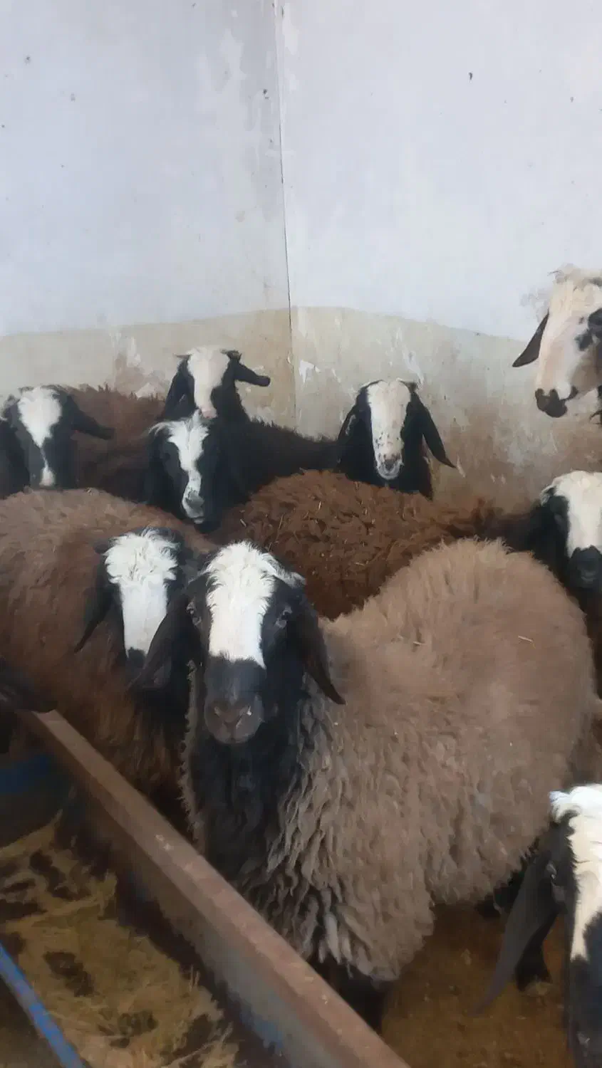 قوچ شالی|حیوانات مزرعه|اسفرورین, |دیوار