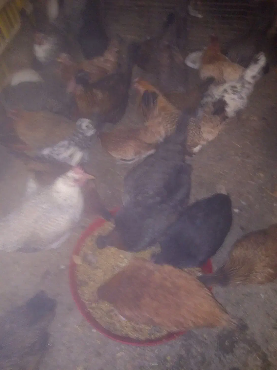 مرغ محلی|حیوانات مزرعه|سنندج, |دیوار