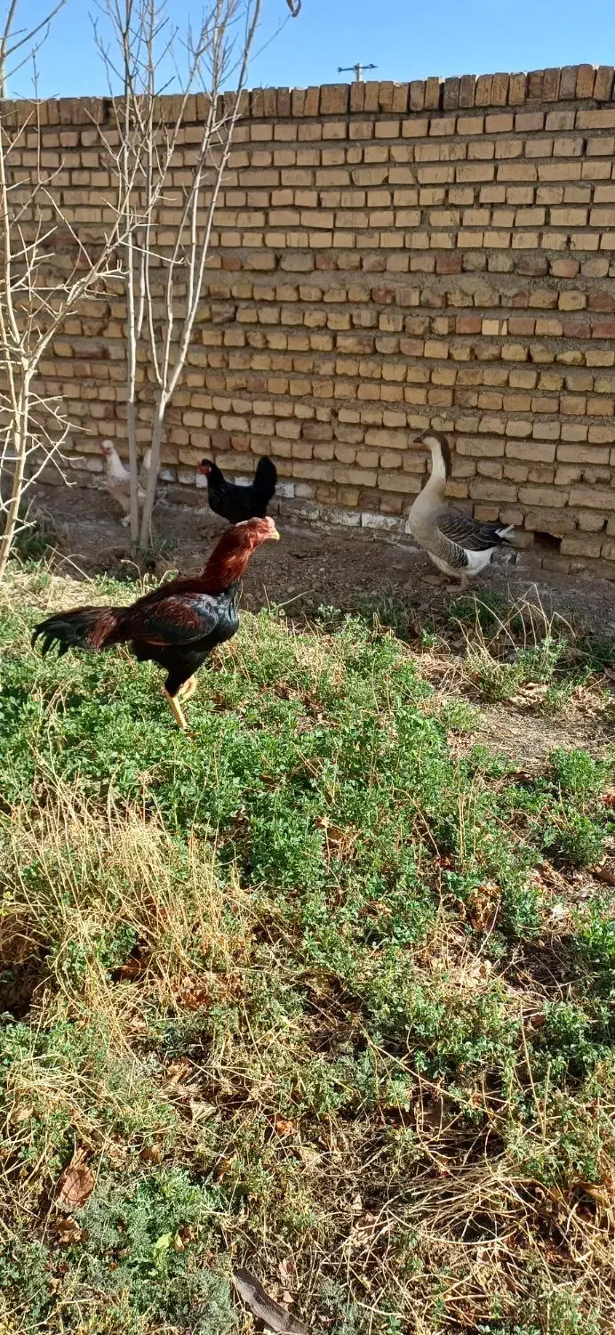 حیوانات|حیوانات مزرعه|دلیجان, |دیوار