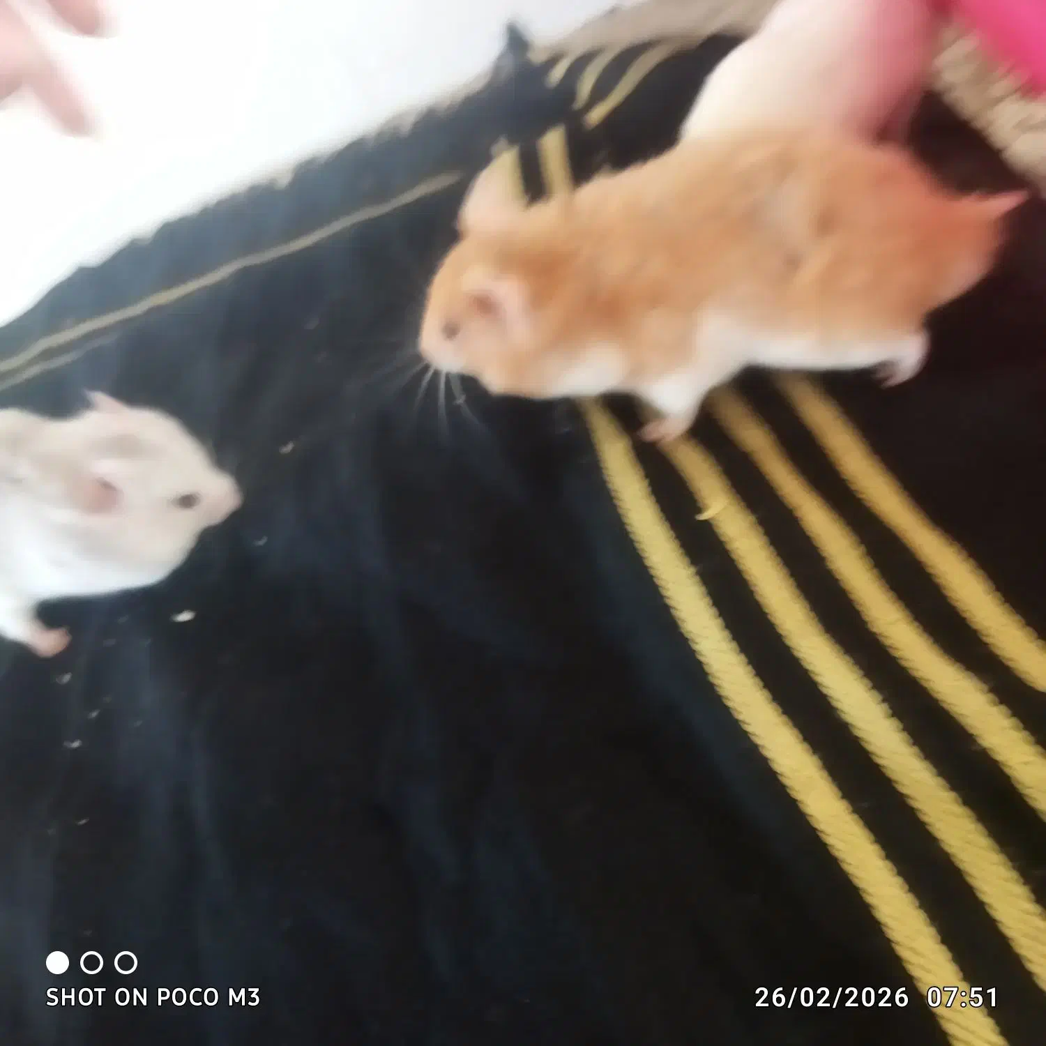 واگذاری|موش و خرگوش|کنگاور, |دیوار