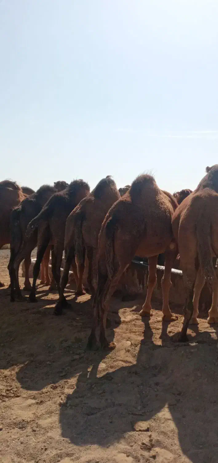 شتر|حیوانات مزرعه|نهبندان, |دیوار