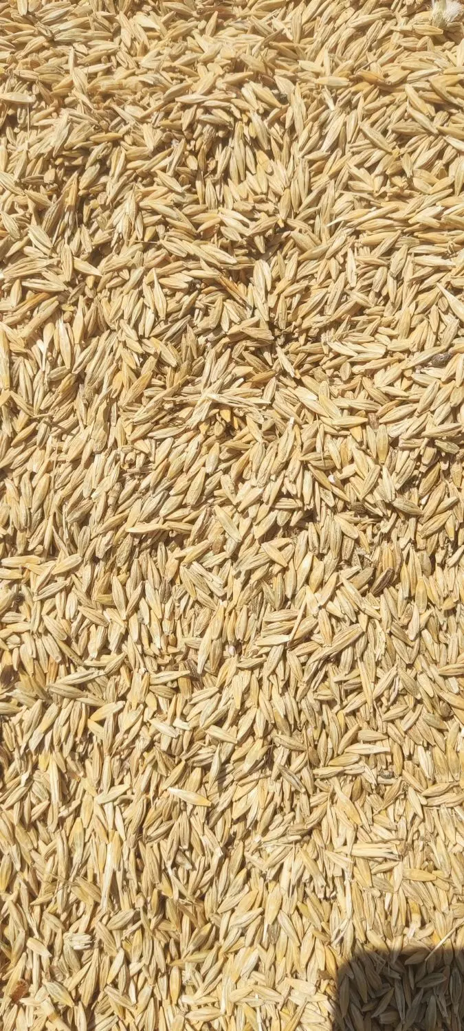 جو محلی|لوازم جانبی حیوانات|نورآباد ممسنی, |دیوار