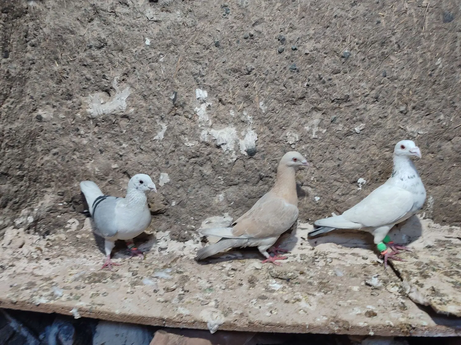 کفتر|پرنده|مشهد, شهرک بهارستان|دیوار