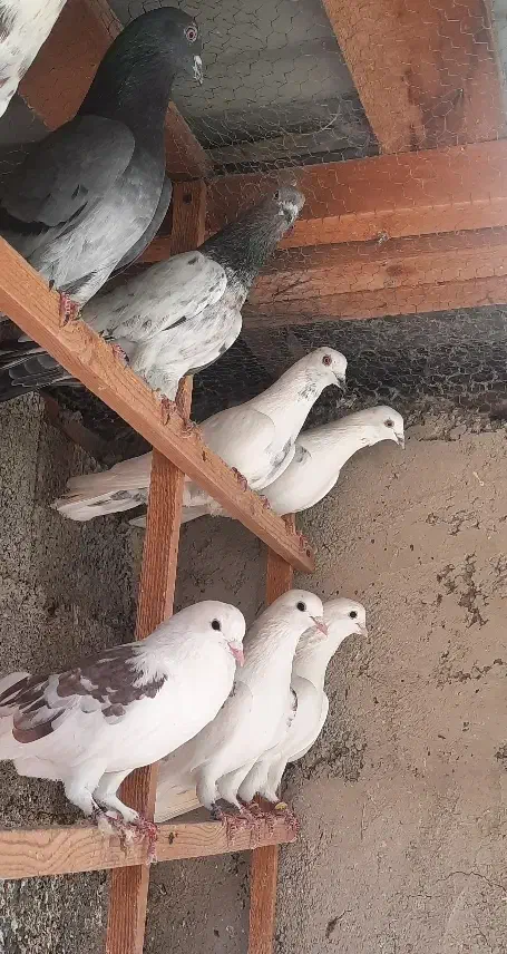 کبوتر گرو|پرنده|رشت, حمیدیان|دیوار