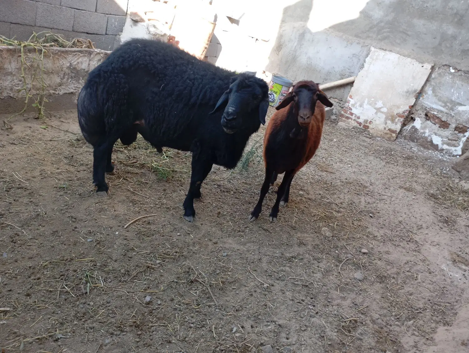 09373444985|سیم‌کارت|بناب, |دیوار