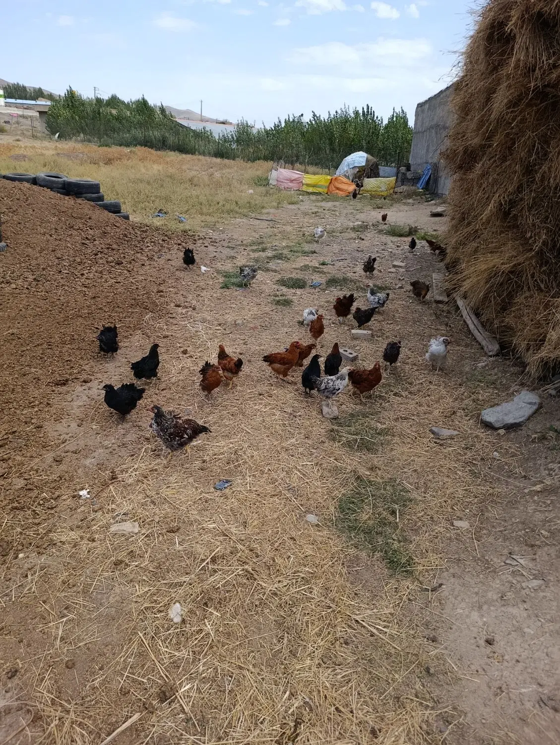 جوجه|حیوانات مزرعه|اهر, |دیوار