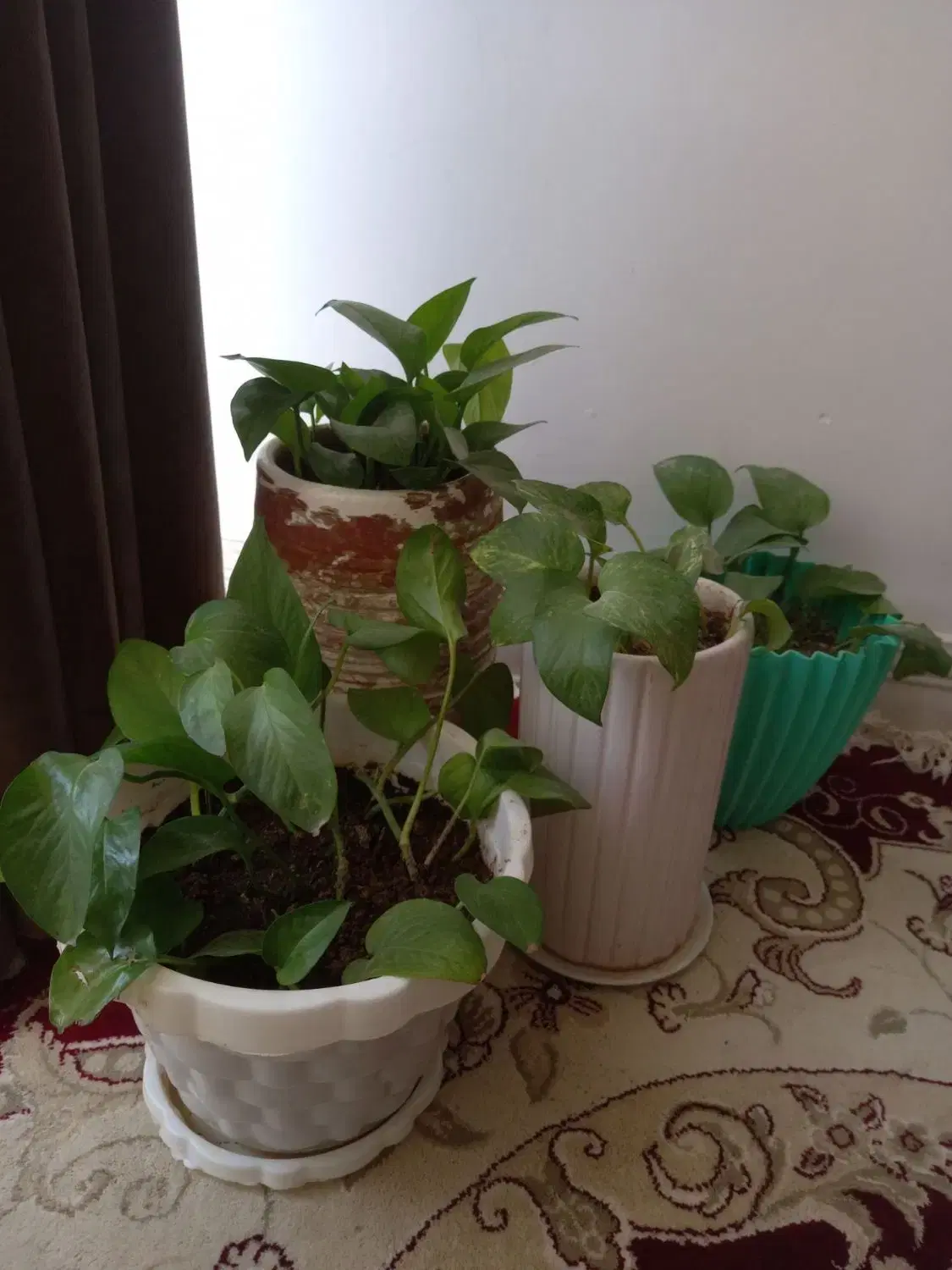 گل طبیعی|گل و گیاه طبیعی|سرپل ذهاب, |دیوار