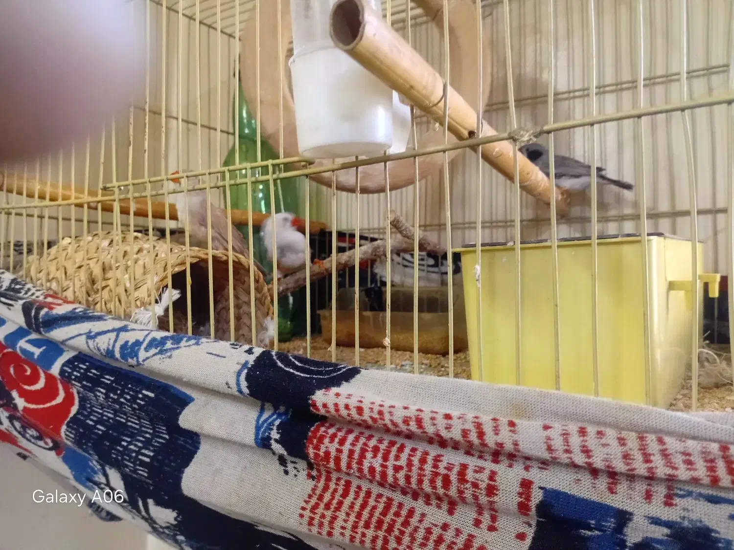 فنچ باقفس|پرنده|تهران, کیانشهر|دیوار