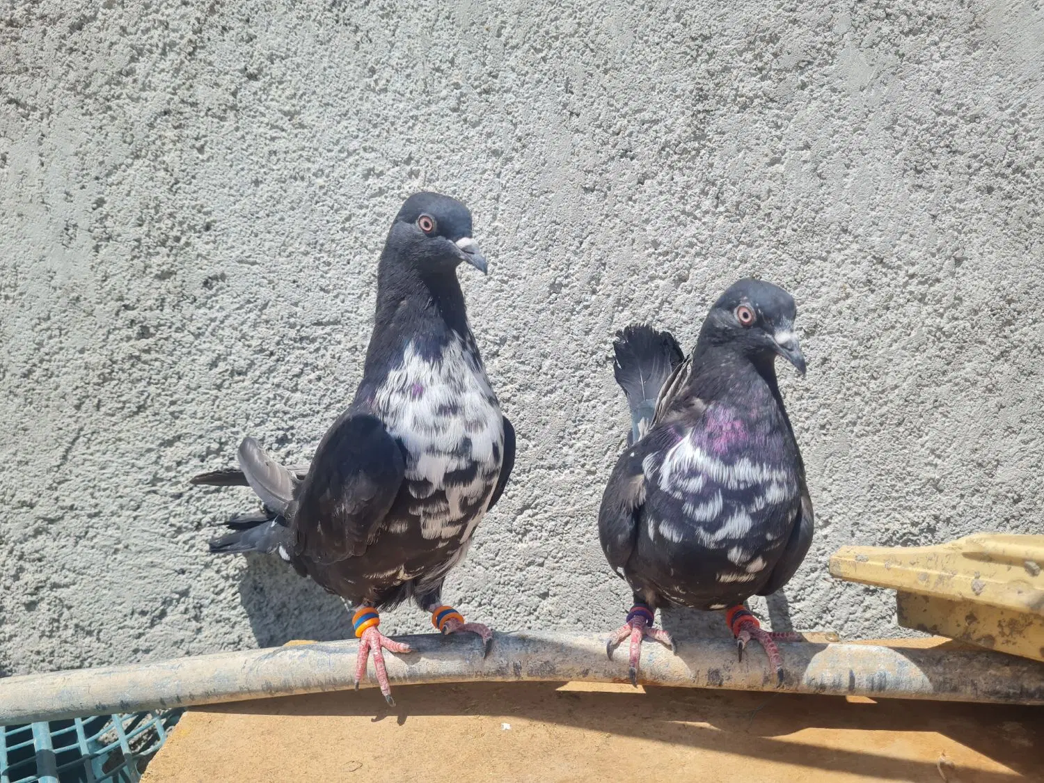 کفتر|پرنده|بن, |دیوار