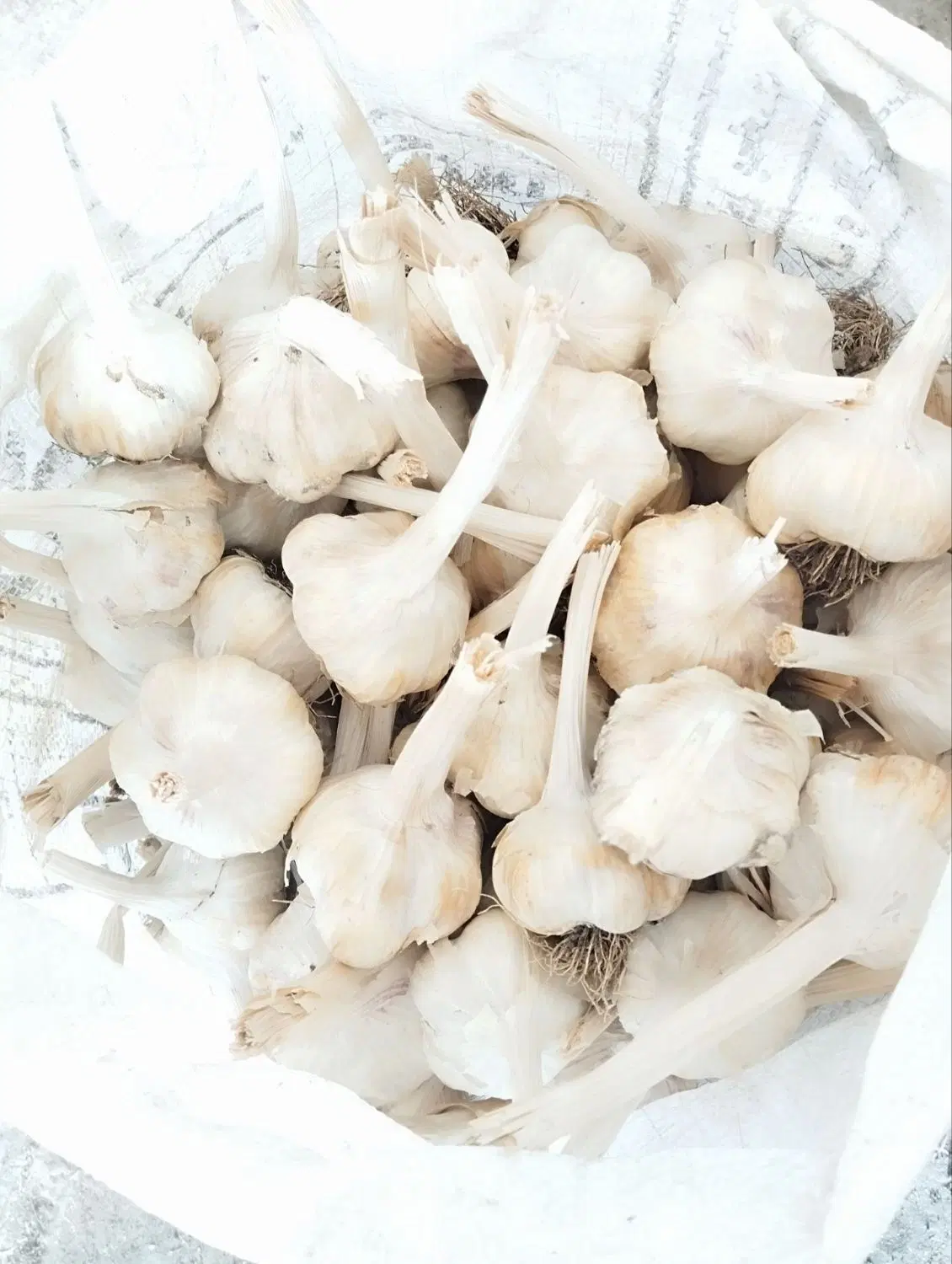 سیر|خوردنی و آشامیدنی|کرمانشاه, |دیوار