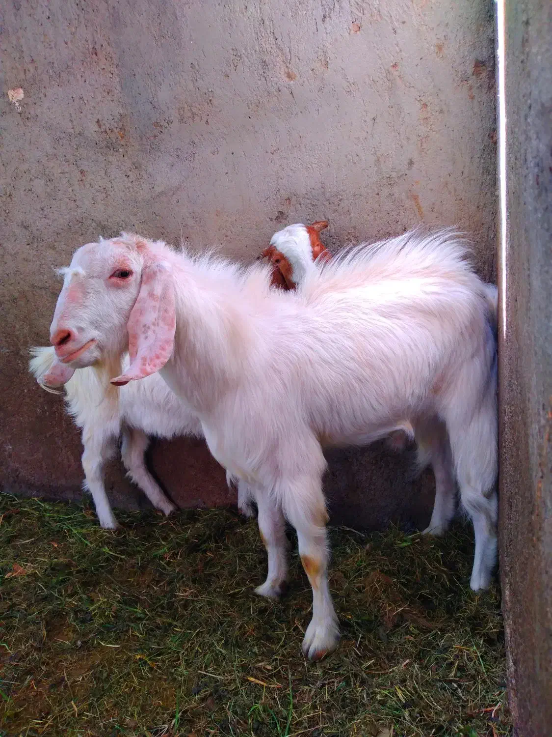 نری|حیوانات مزرعه|بم, |دیوار