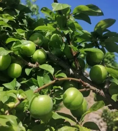 گوجه سبز|خوردنی و آشامیدنی|سبزوار, قصبه شرقی|دیوار