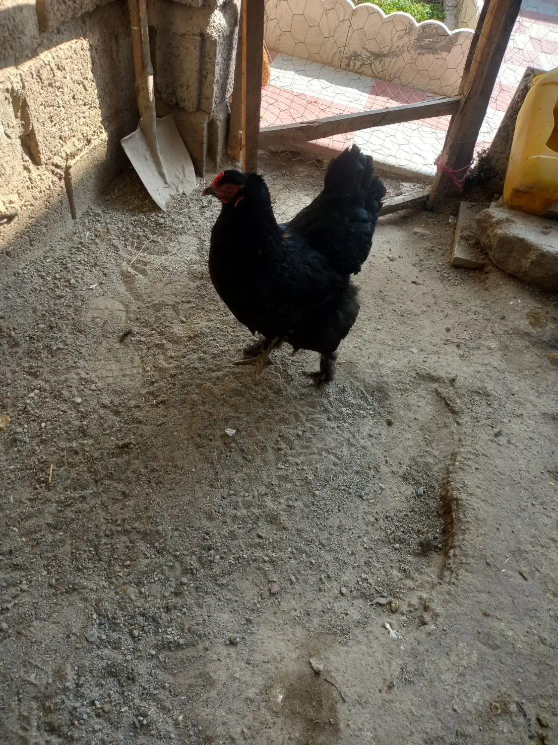 مرغ برهما|حیوانات مزرعه|مشگین شهر, |دیوار