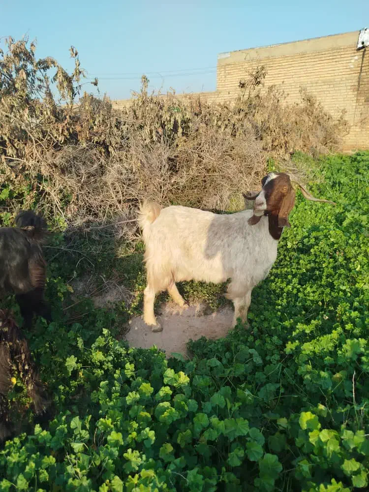 بز نژدی|حیوانات مزرعه|دزفول, |دیوار