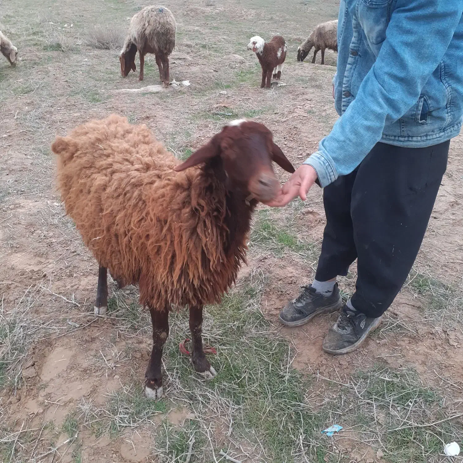 بره نر پای پروار(دامداری برادران اکبرپور)|حیوانات مزرعه|مشهد, توس فردوسی|دیوار