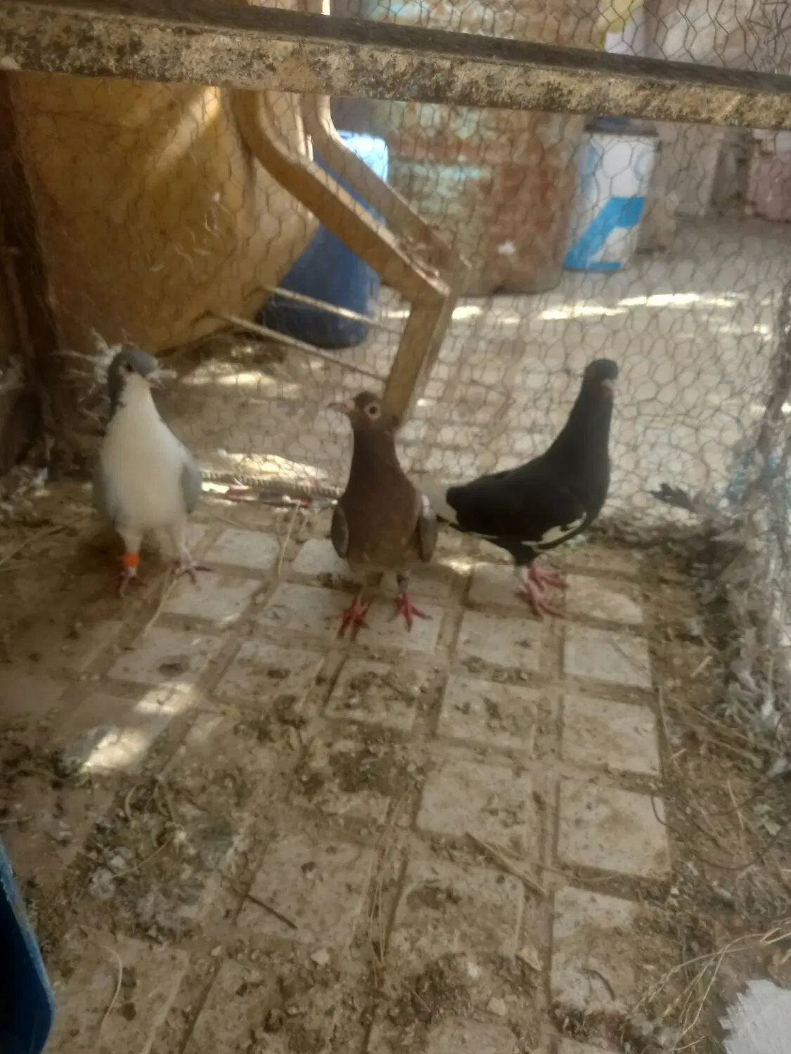 کفتر|پرنده|قهستان, |دیوار