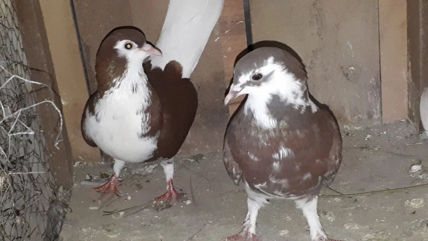 یجفت شهری|پرنده|شیراز, گل سرخ|دیوار