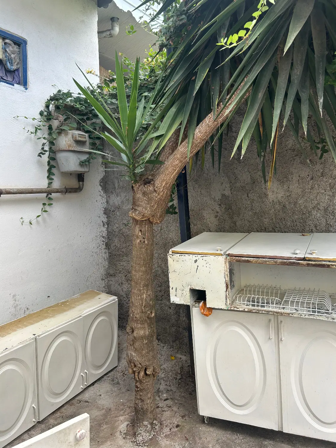 یوکا|گل و گیاه طبیعی|رشت, حافظ آباد|دیوار