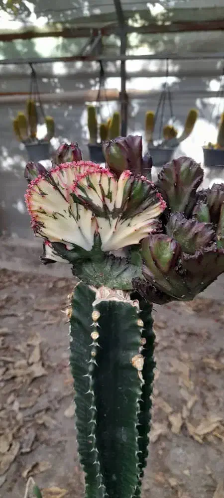 کاکتوس|گل و گیاه طبیعی|ملارد, |دیوار