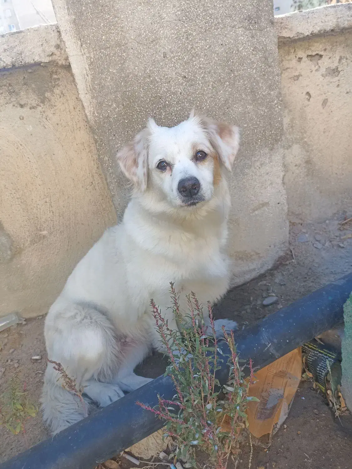 سگ گمشده|حیوانات|ملارد, |دیوار