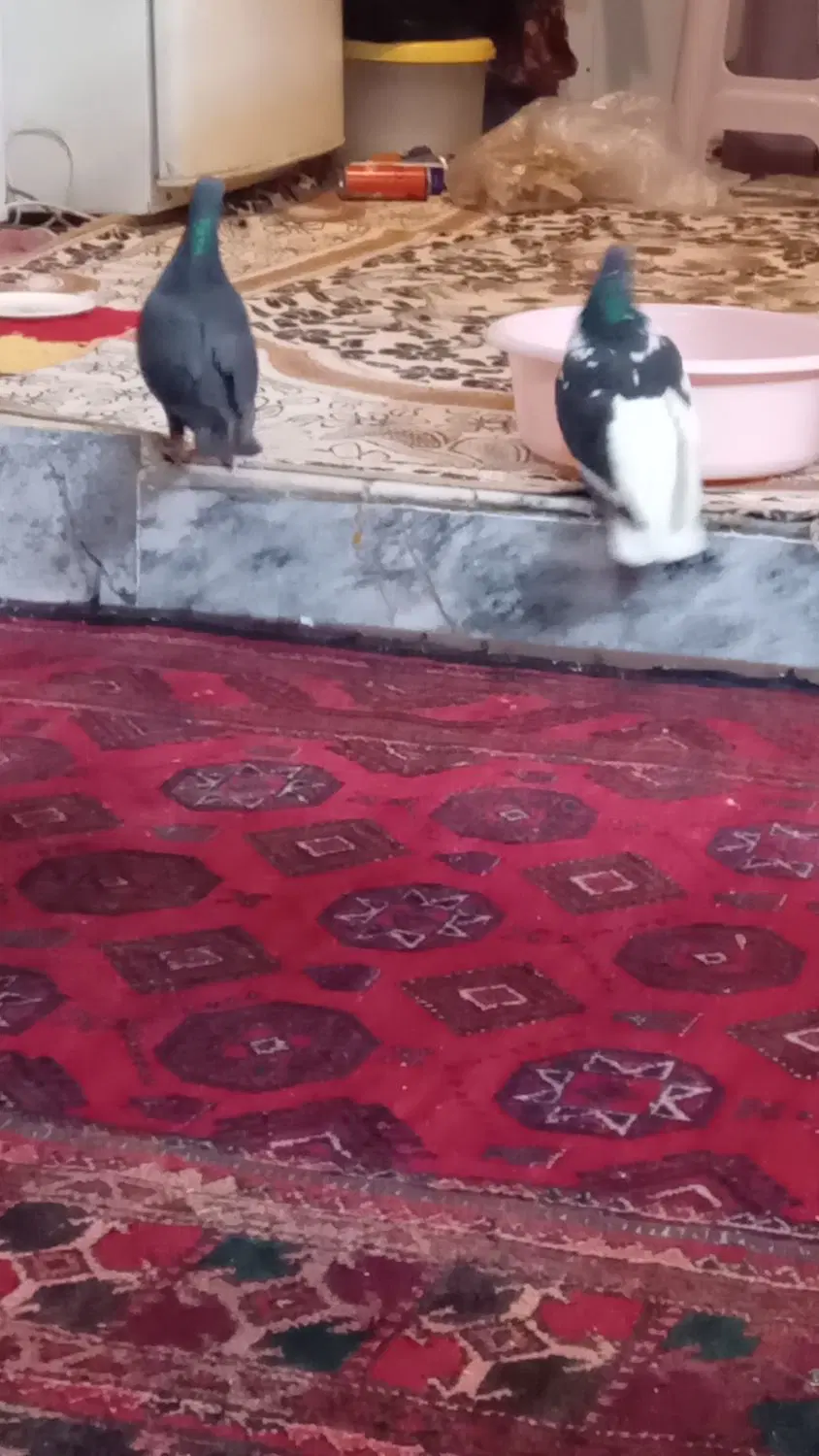 کبوتر|پرنده|مشهد, شهرک بهارستان|دیوار