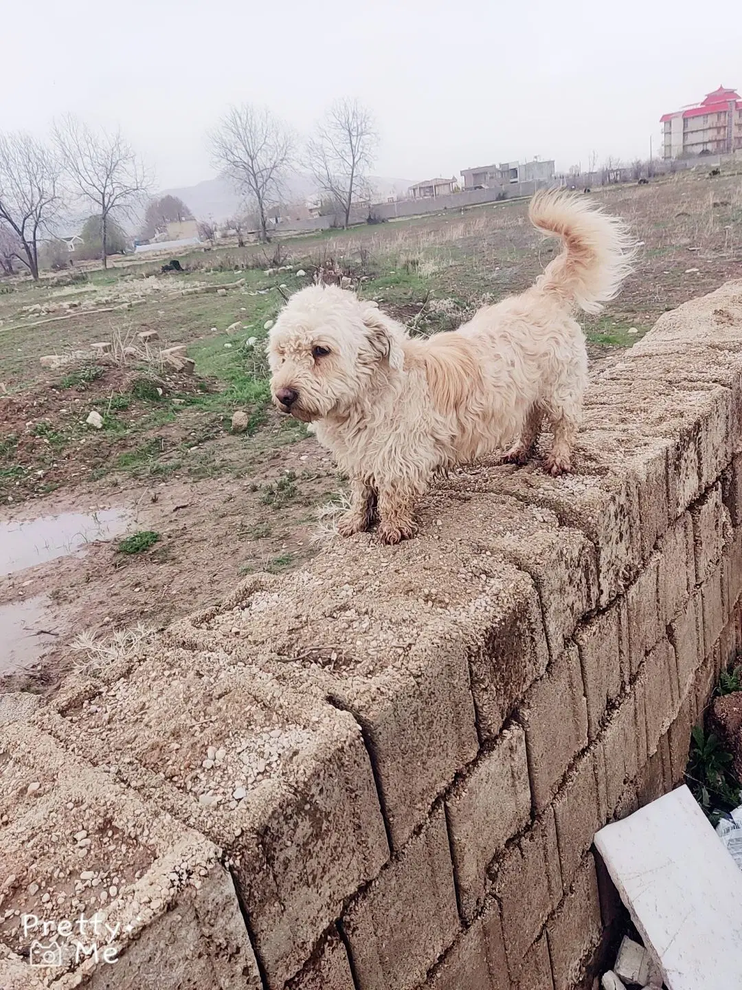 سگ خونگی|سگ|یاسوج, |دیوار