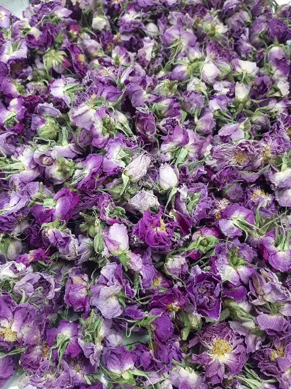 گل محمدی|گل و گیاه طبیعی|ساوه, |دیوار