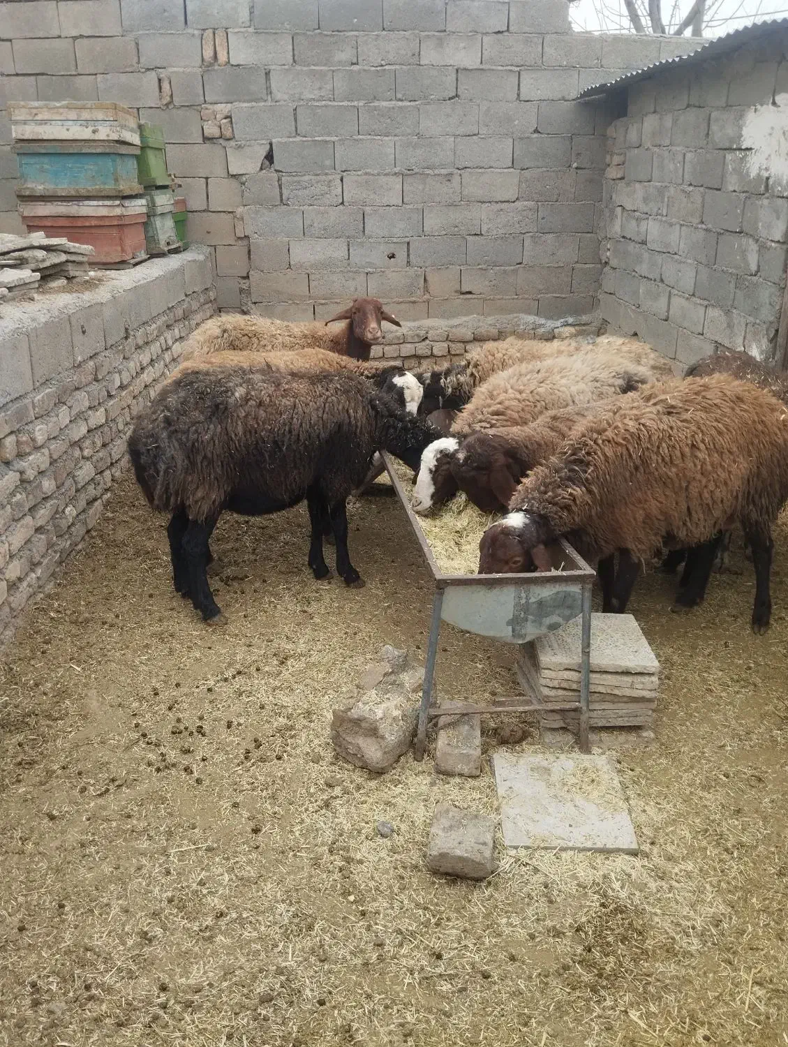 میش بره|حیوانات مزرعه|جوکار, |دیوار