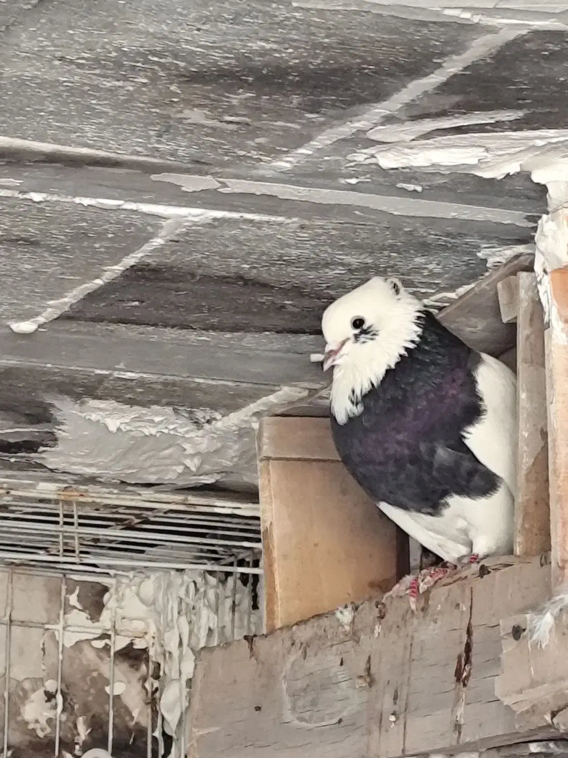 طوقی درجه یک|پرنده|خرمشهر, |دیوار