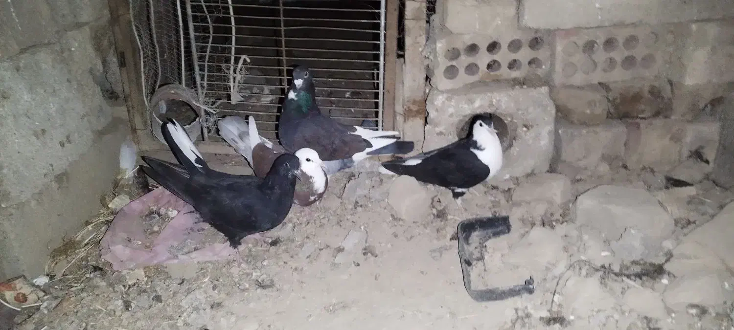 کبوتر|پرنده|یزدان شهر, |دیوار