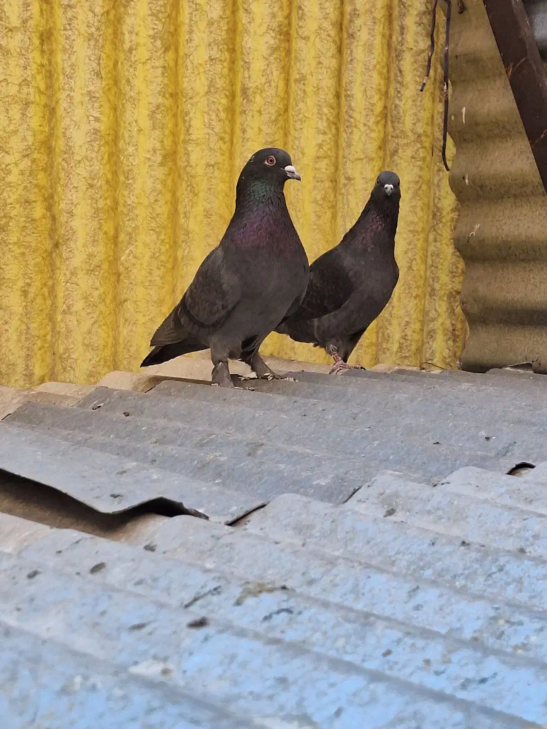 کبوتر|پرنده|تهران, امام حسین|دیوار