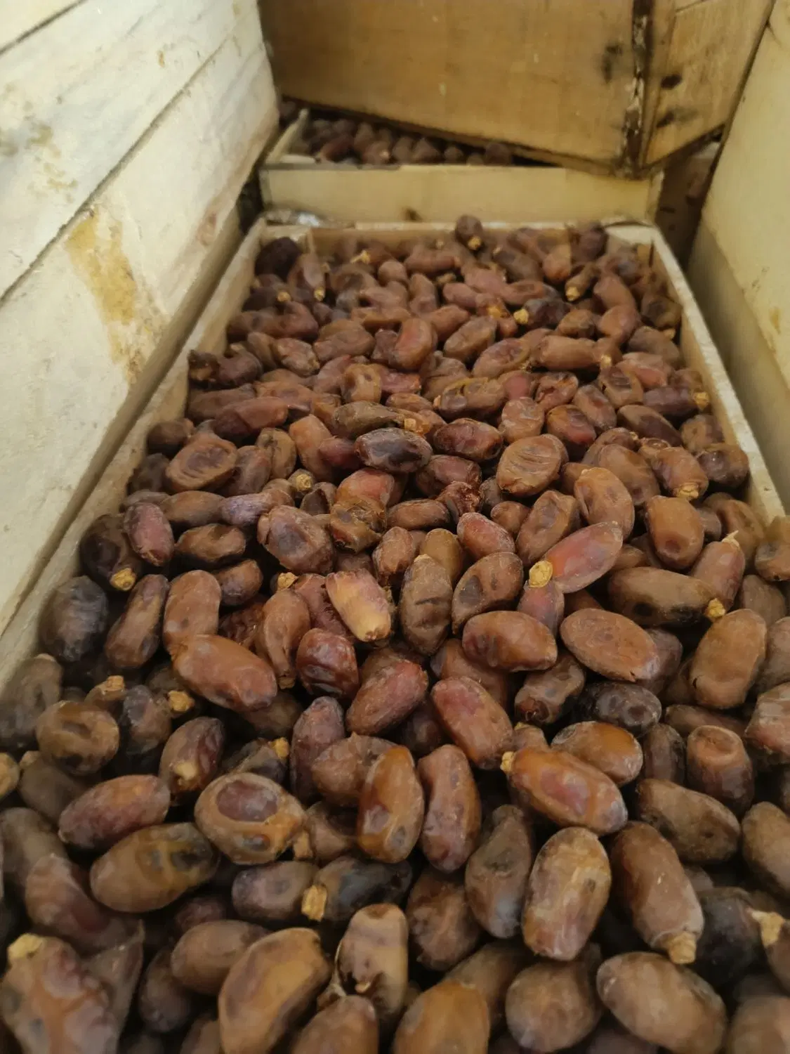 خرما|عمده‌فروشی|کارون, |دیوار