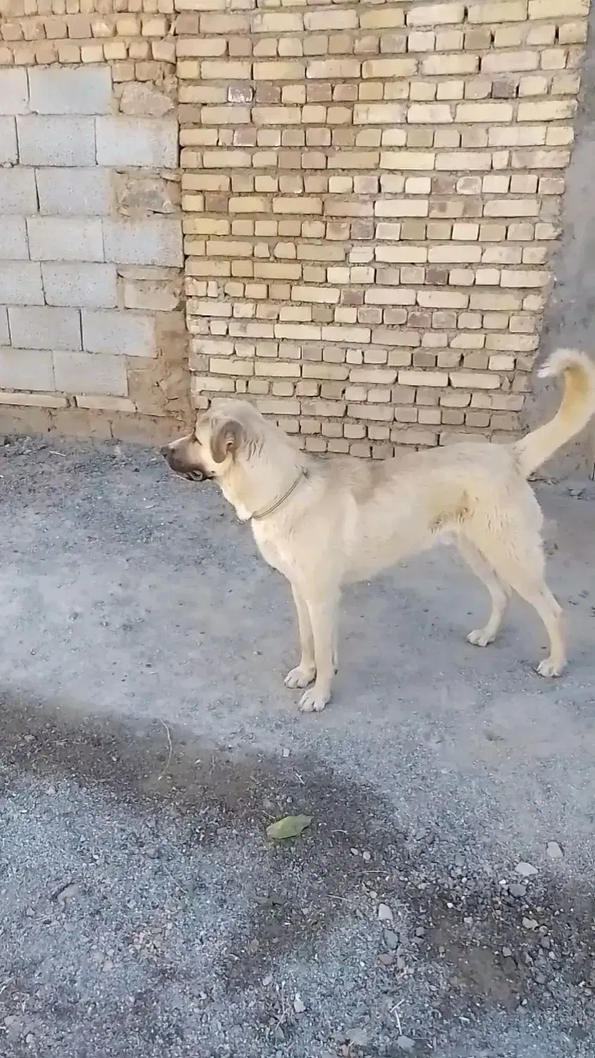 سگ...|سگ|تویسرکان, |دیوار