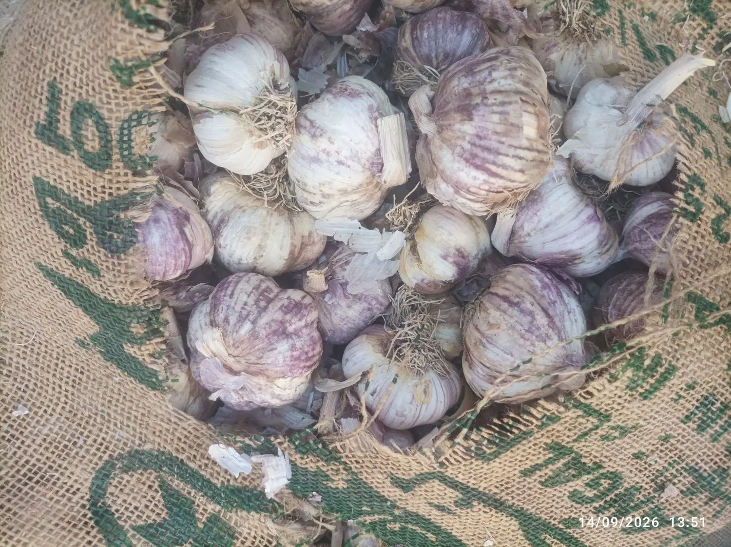 سیر|عمده‌فروشی|کرمان, |دیوار