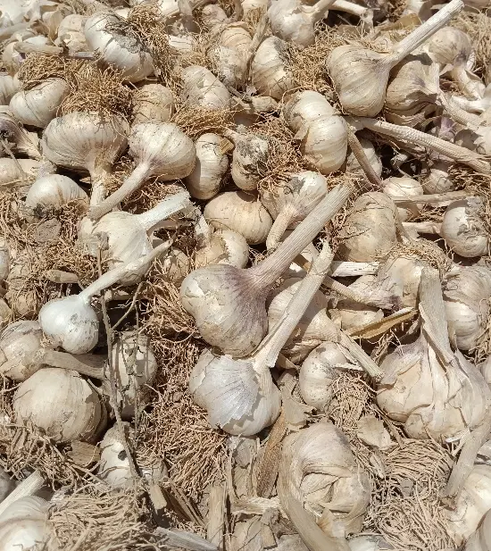 سیر سفید|خوردنی و آشامیدنی|جلگه رخ, |دیوار