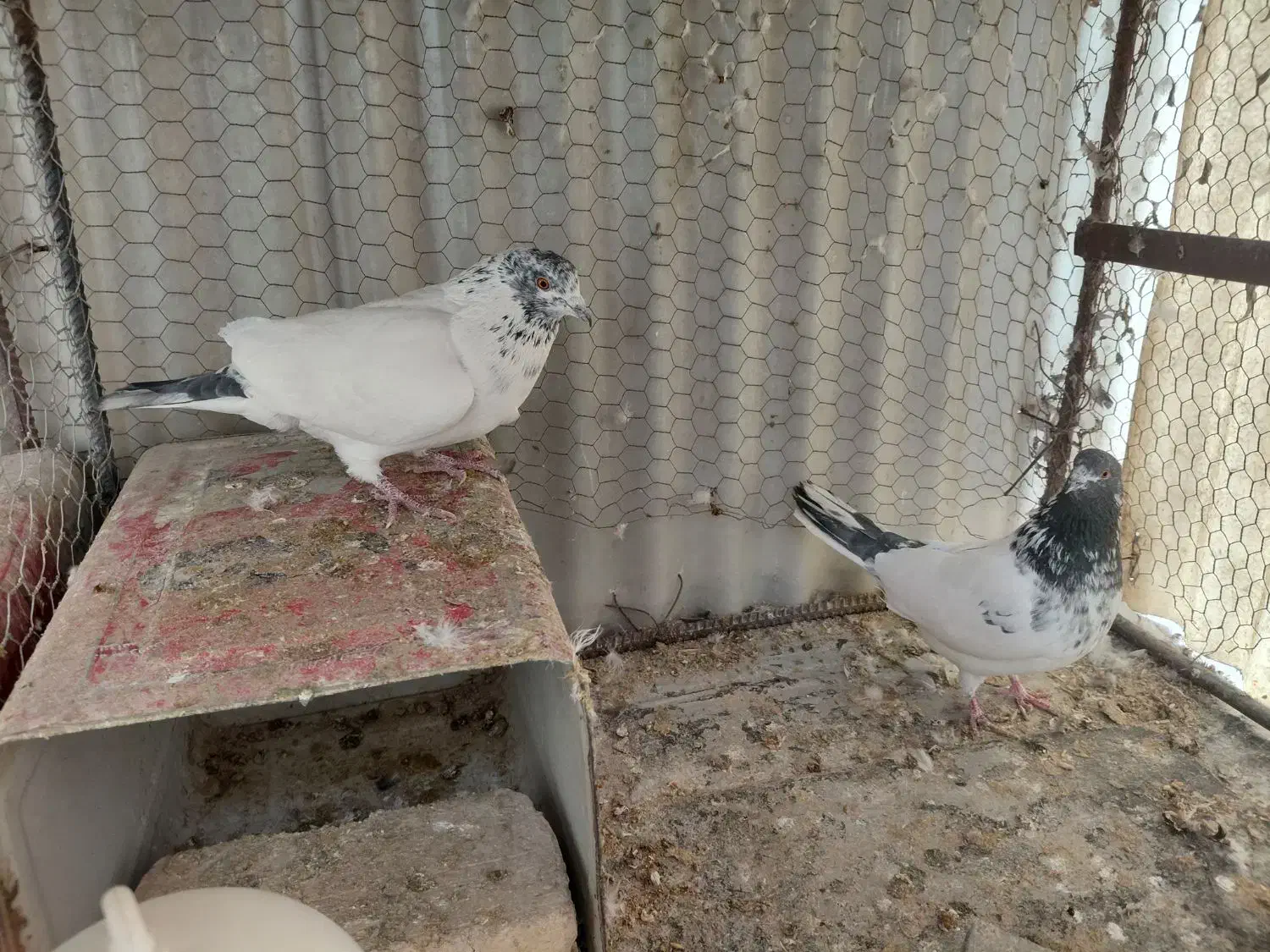 کفتر|حیوانات|برخوار, |دیوار