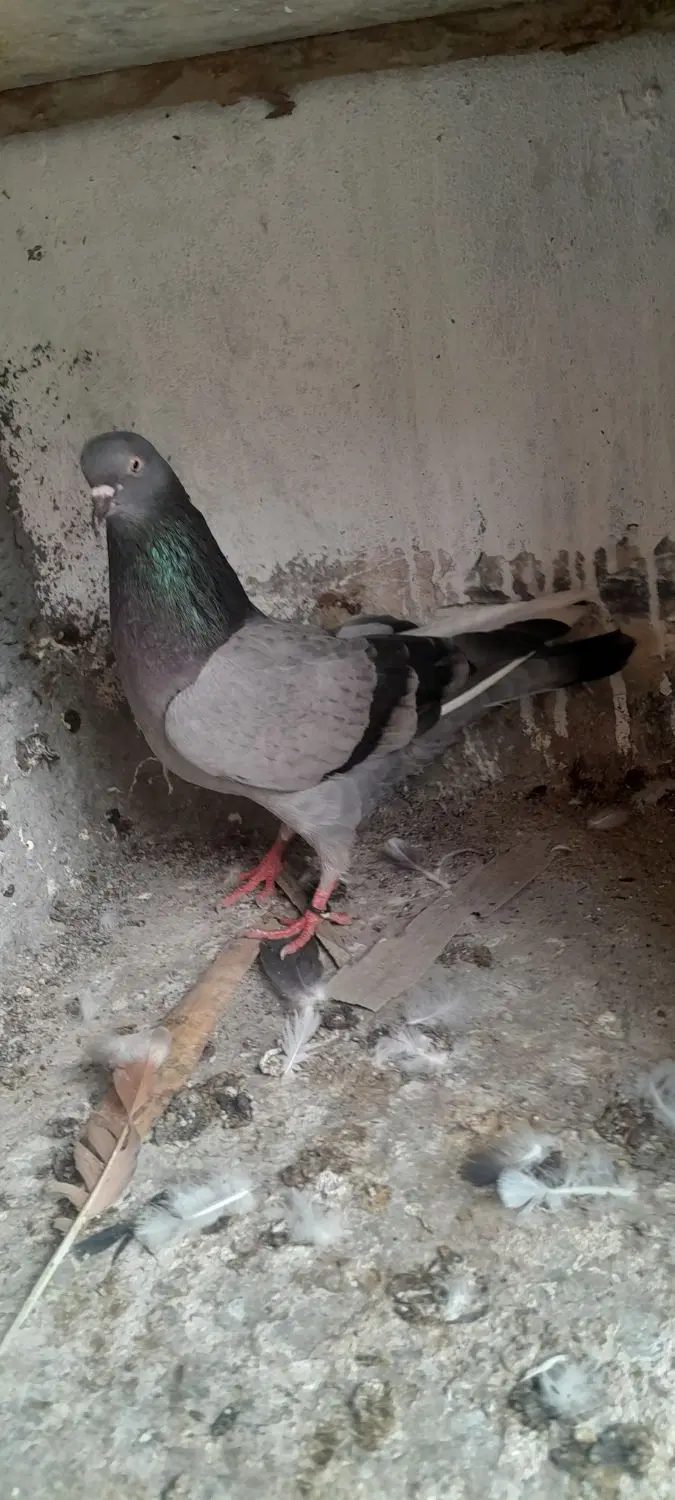 کفتر|پرنده|گرگان, |دیوار