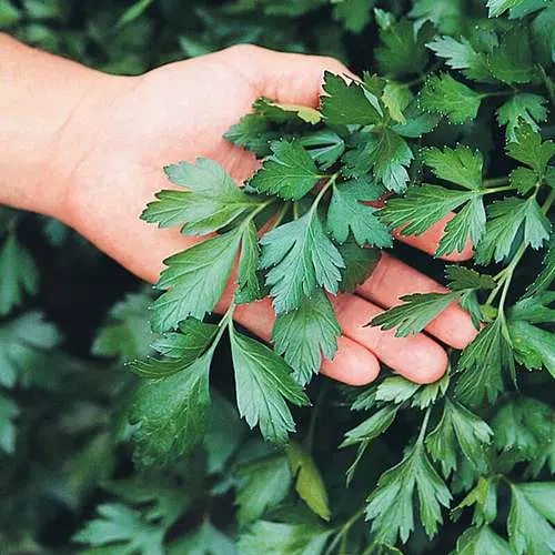 سبزی|عمده‌فروشی|بجنورد, |دیوار