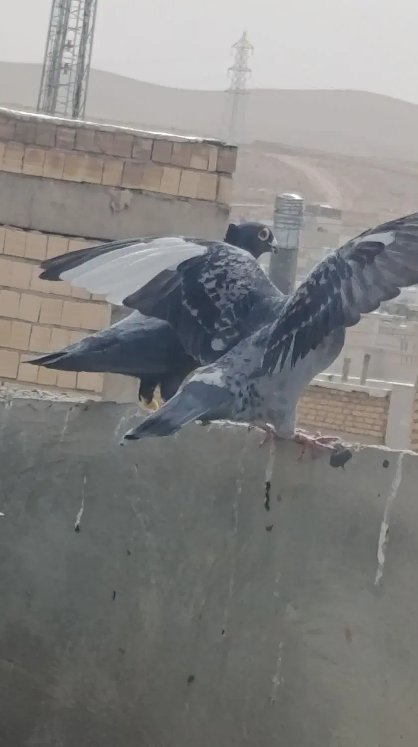 کفتر|پرنده|شیراز, حجت آباد|دیوار