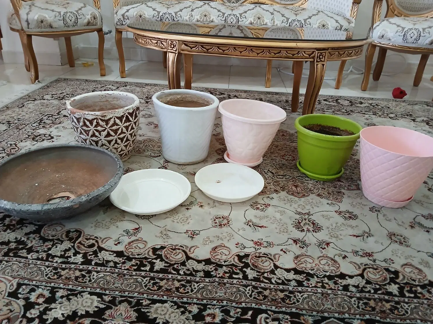 گلدان|گل و گیاه طبیعی|تهران, حر|دیوار