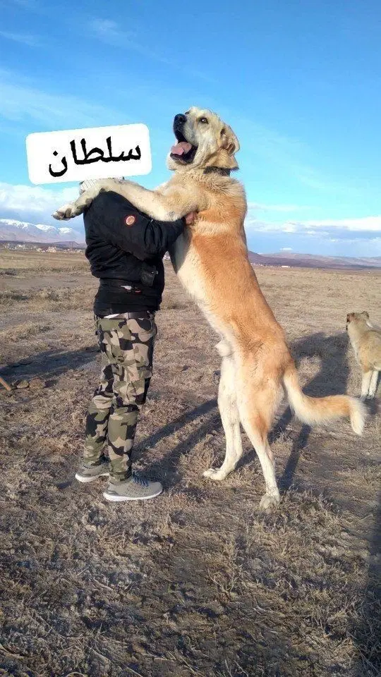 سگ عراقی|سگ|باسمنج, |دیوار