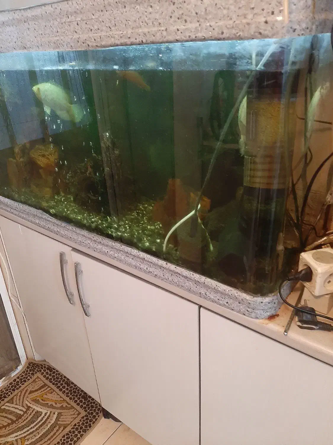 آکواریوم مارک ماهیران|ماهی|رشت, باهنر|دیوار