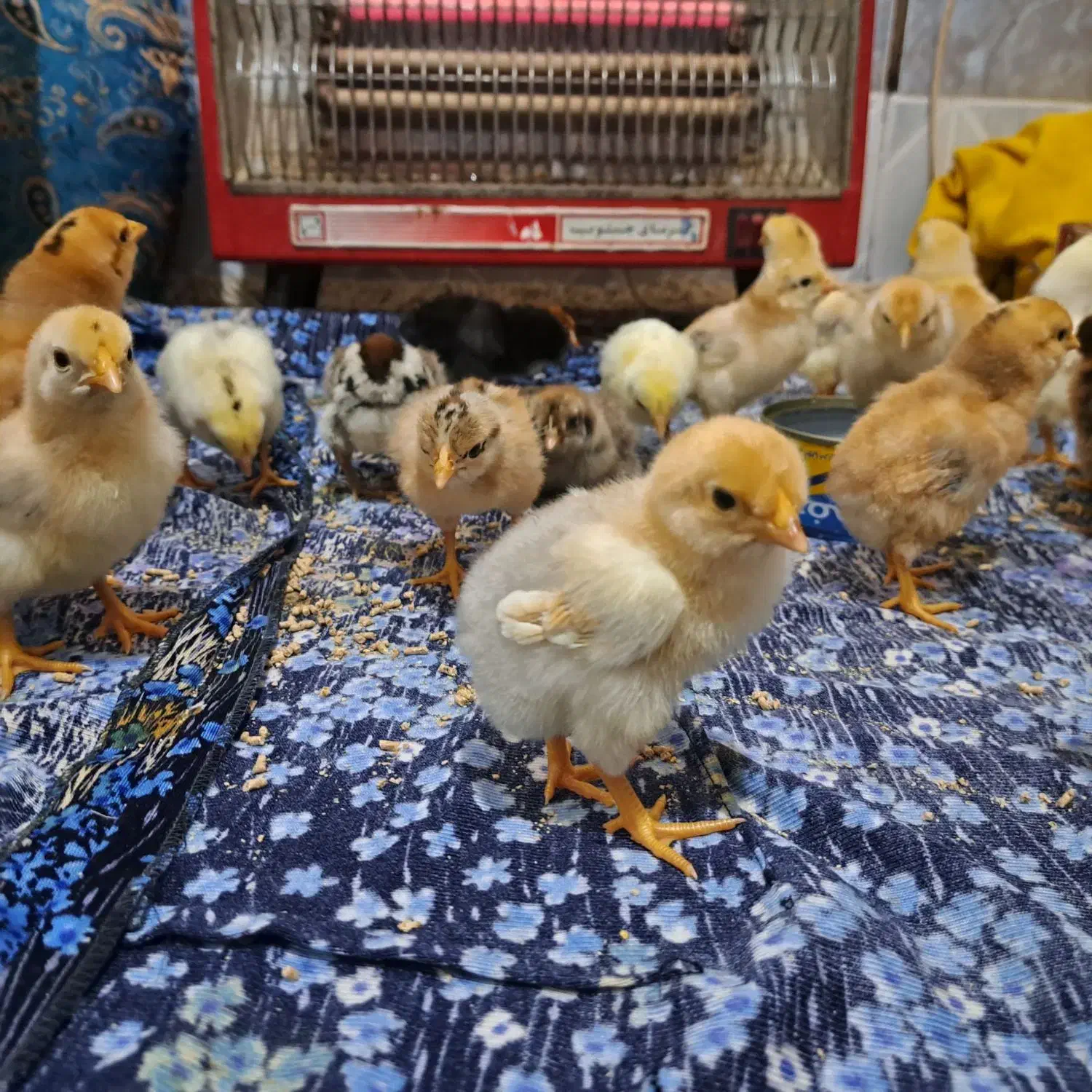 جوجه|حیوانات مزرعه|نیمروز, |دیوار