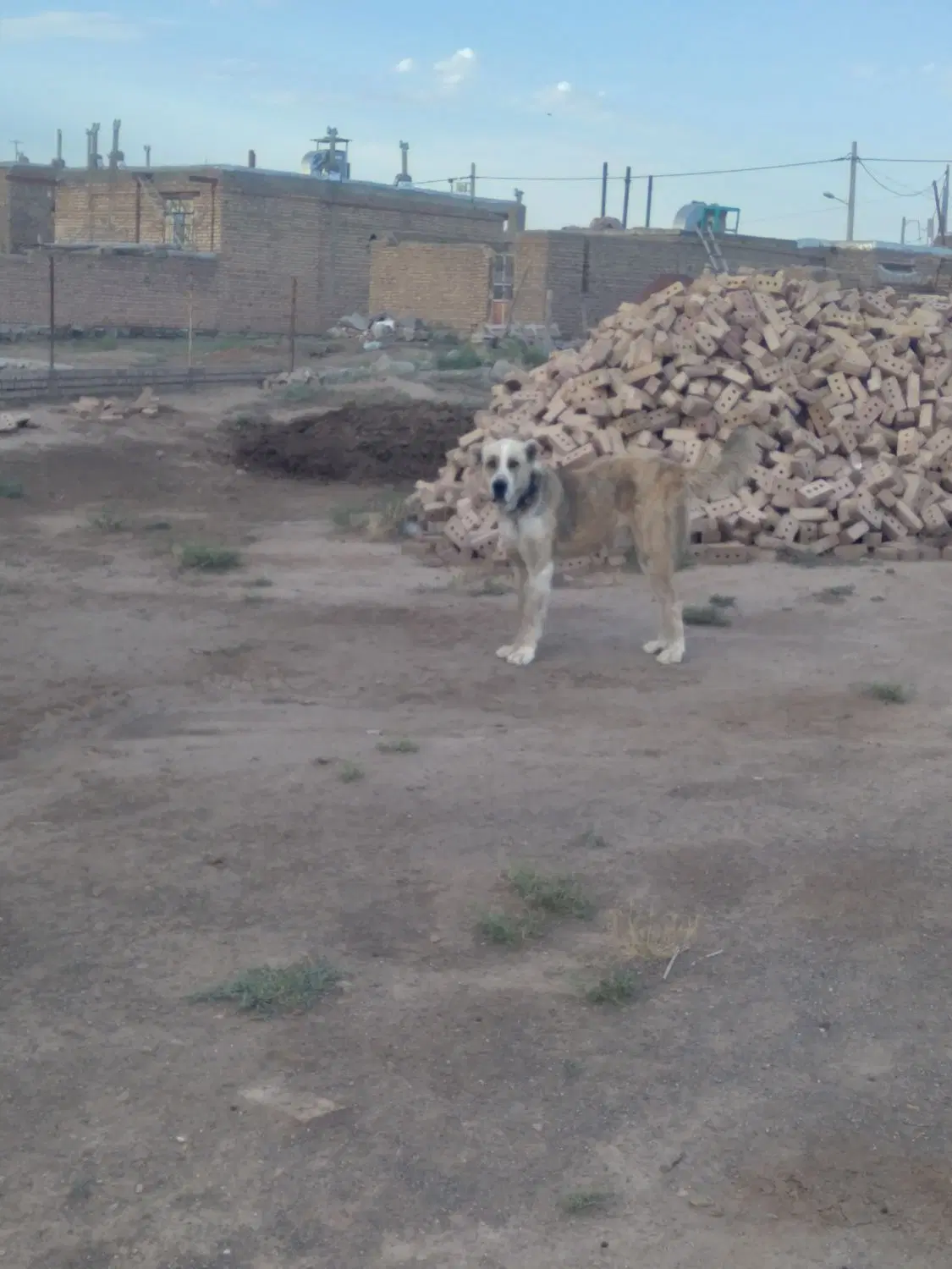 سگه گله ای|سگ|طاغنکوه, |دیوار