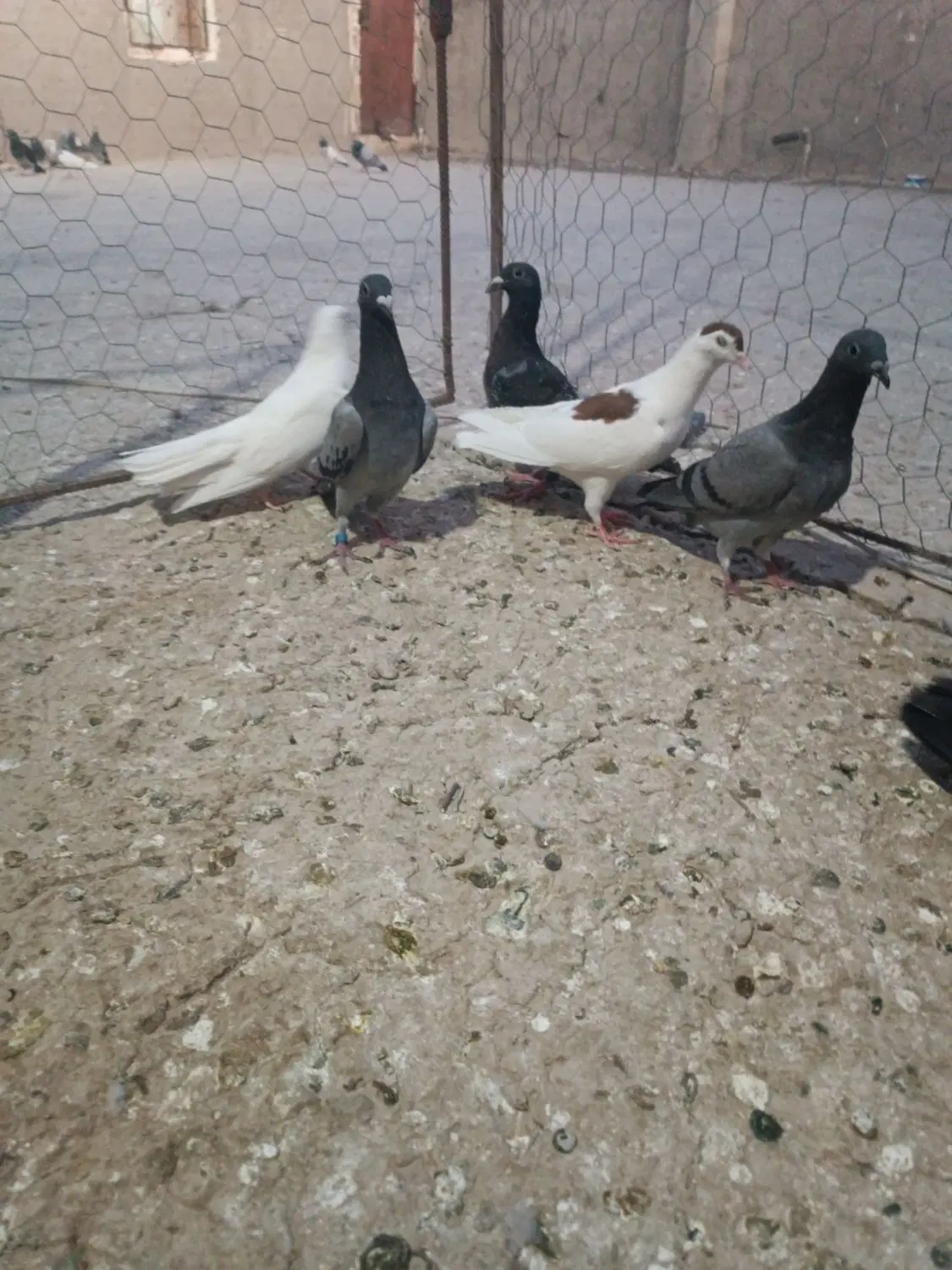 کبوتر|پرنده|زهک, |دیوار