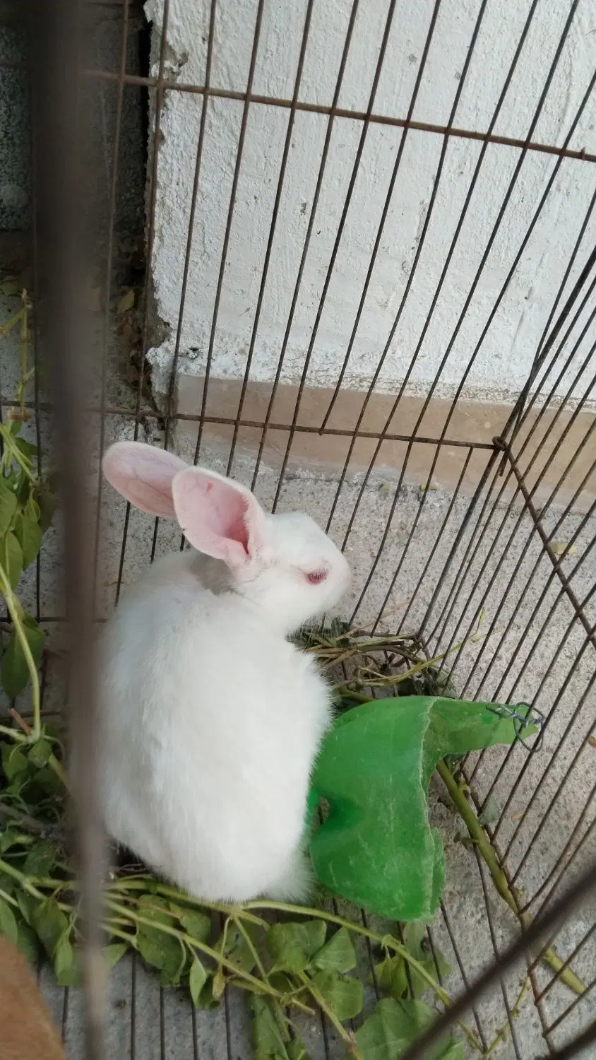 خرگوش|موش و خرگوش|مشهد, کوی دروی|دیوار