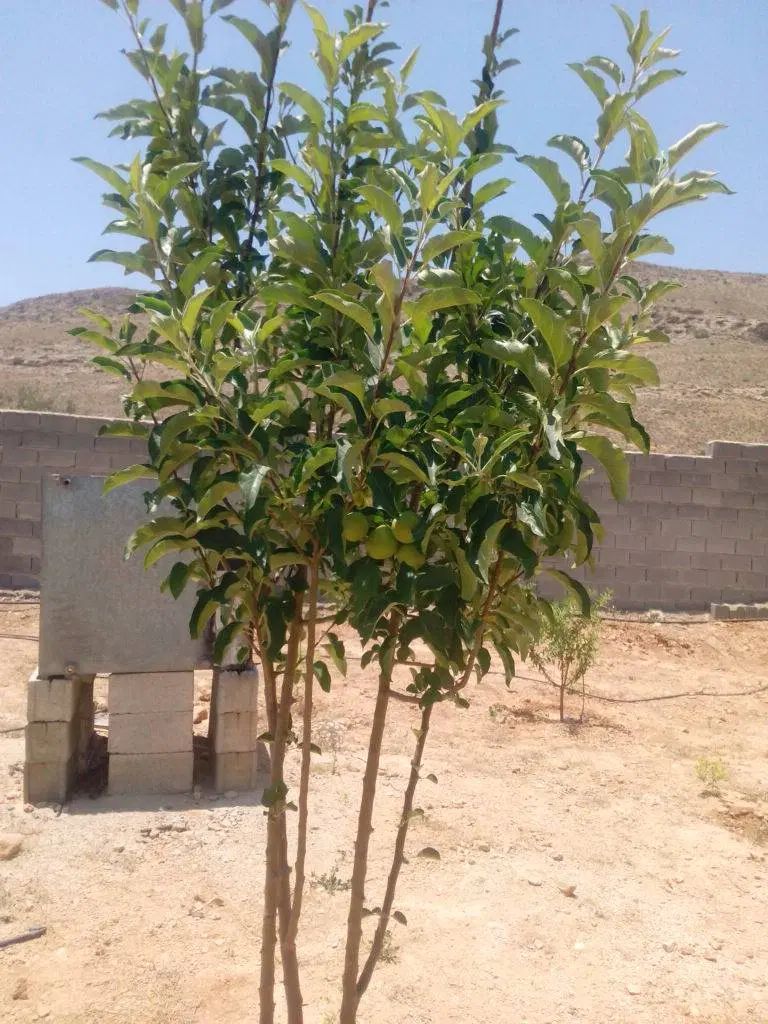 تصویر 9
