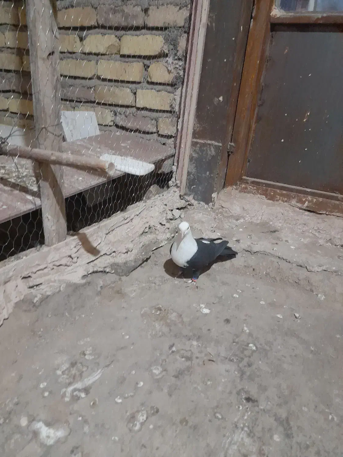 کبوتر پرشی|پرنده|نیشابور, مازول|دیوار