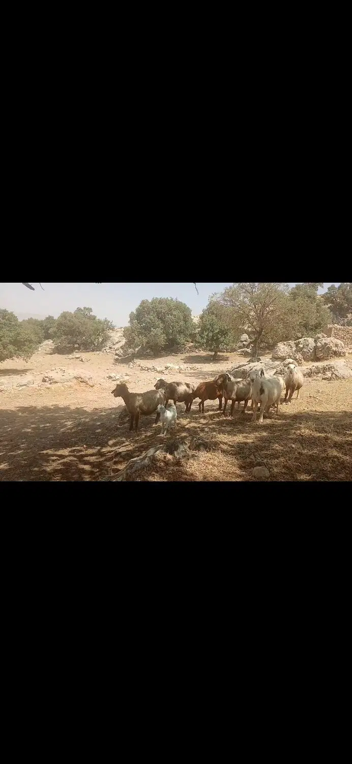 ۰۰۰|حیوانات مزرعه|سر آسیاب یوسفی, |دیوار