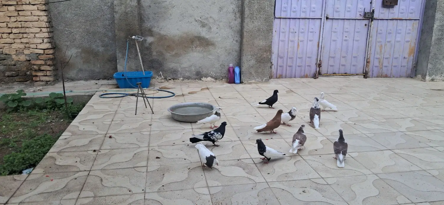 کفتر|پرنده|آشخانه, |دیوار